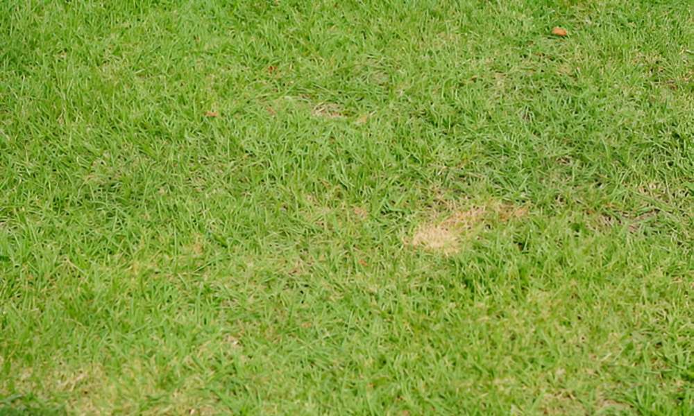 How To Get Rid Of Lawn Fungus Naturally