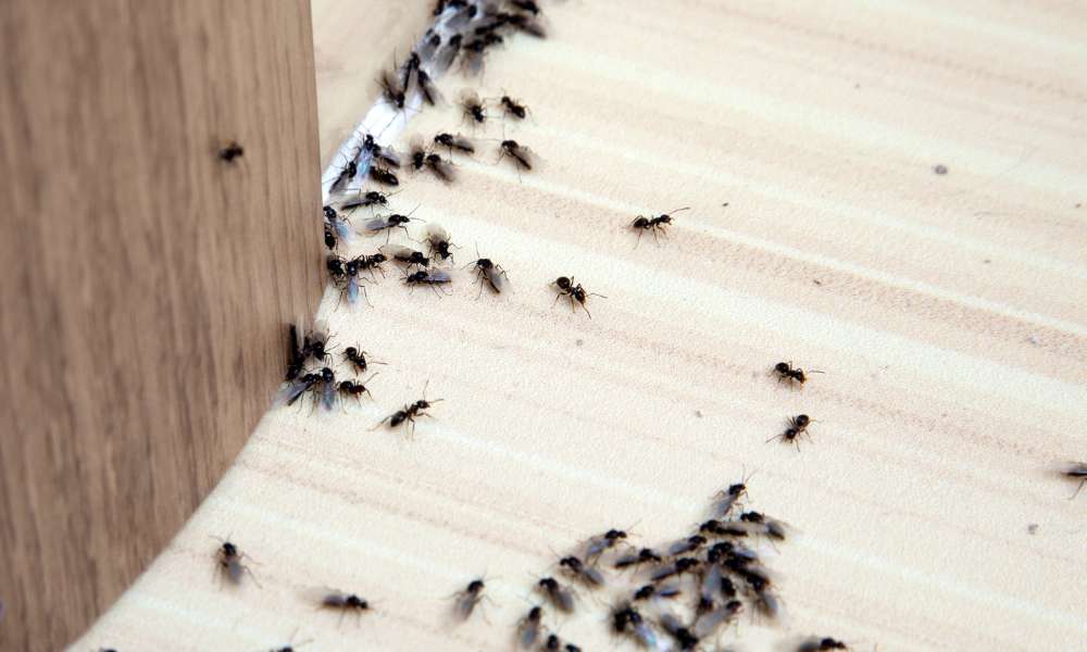 How To Keep Ants Out Of Kitchen