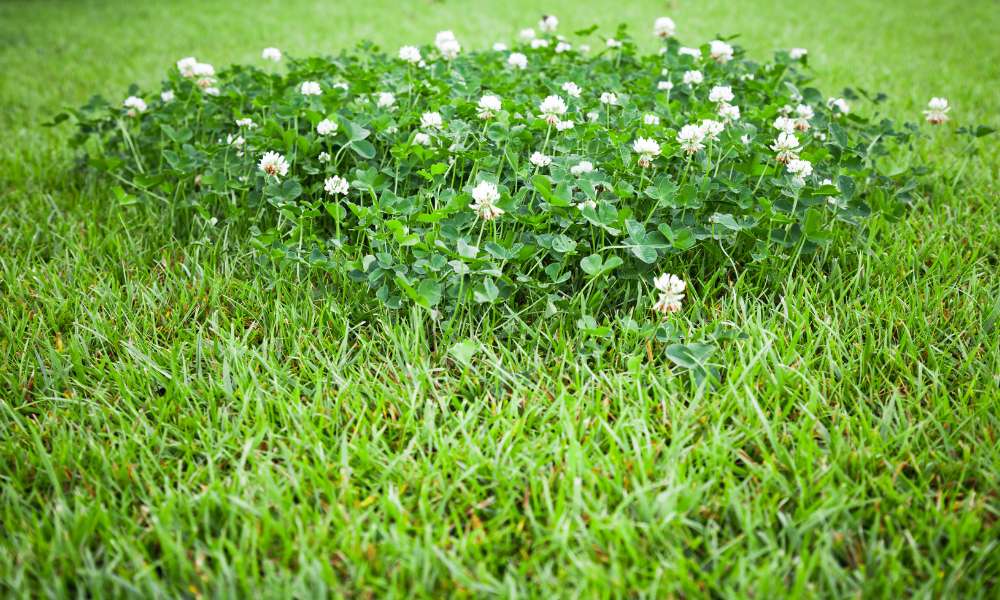 How to grow clover lawn